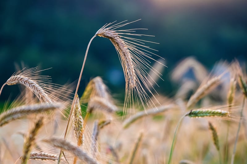 Crop Circles